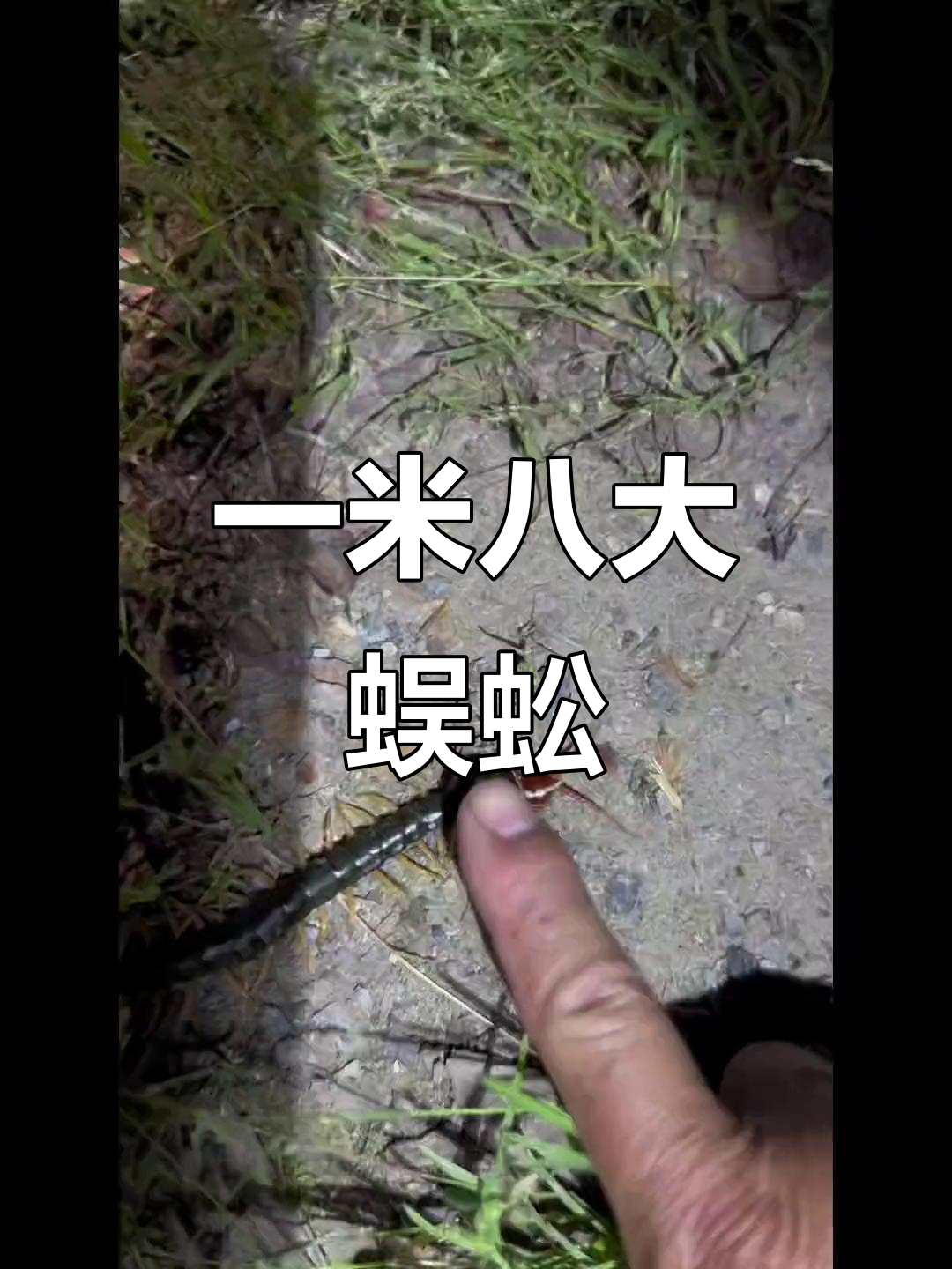 随州惊现巨型蜈蚣,身长超一米八!