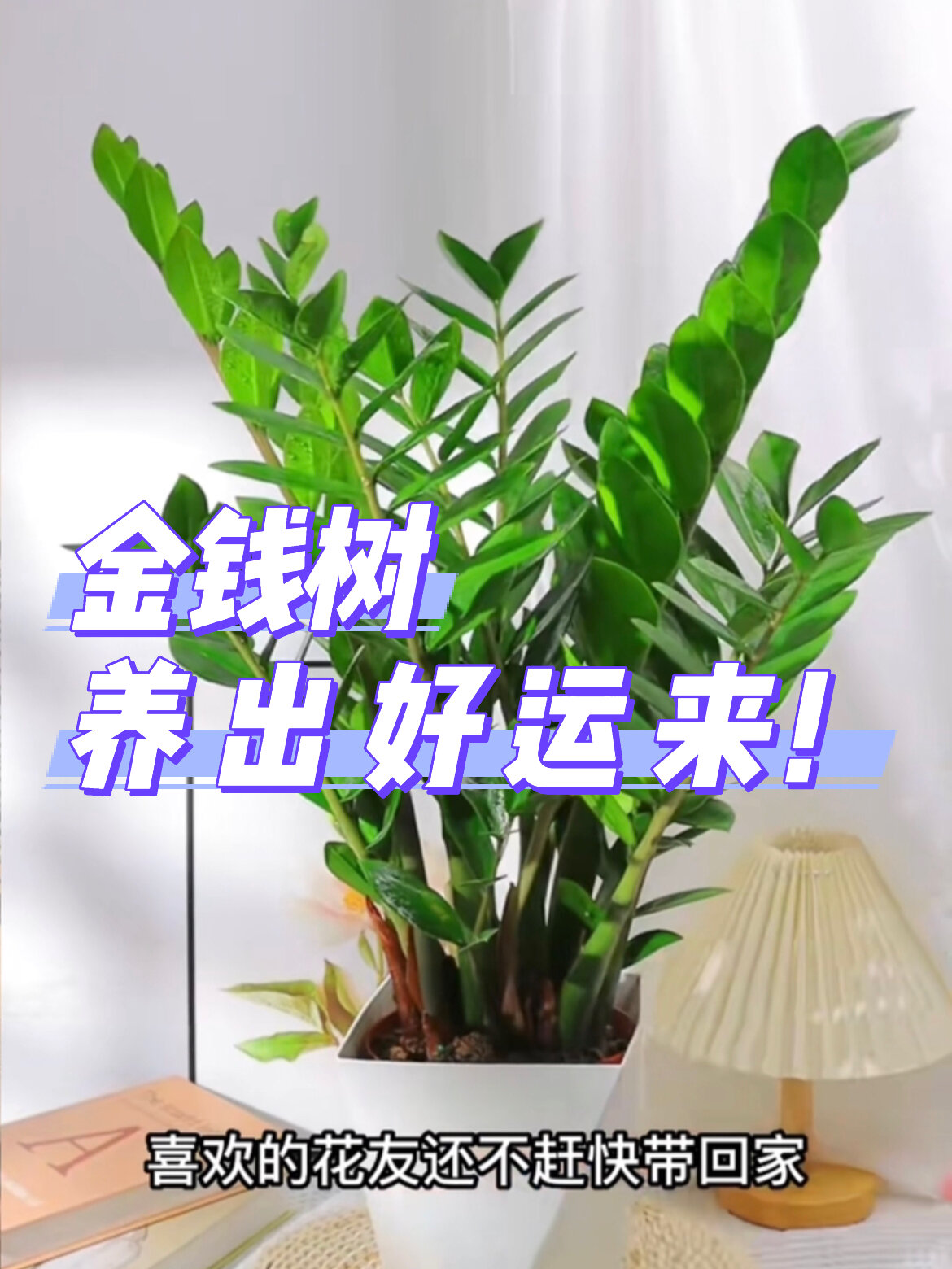 金钱树,又称钱串子,寓意着财源滚滚哦!