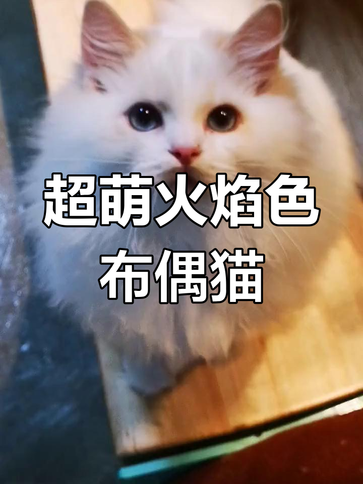 火焰布偶猫多少钱一只图片