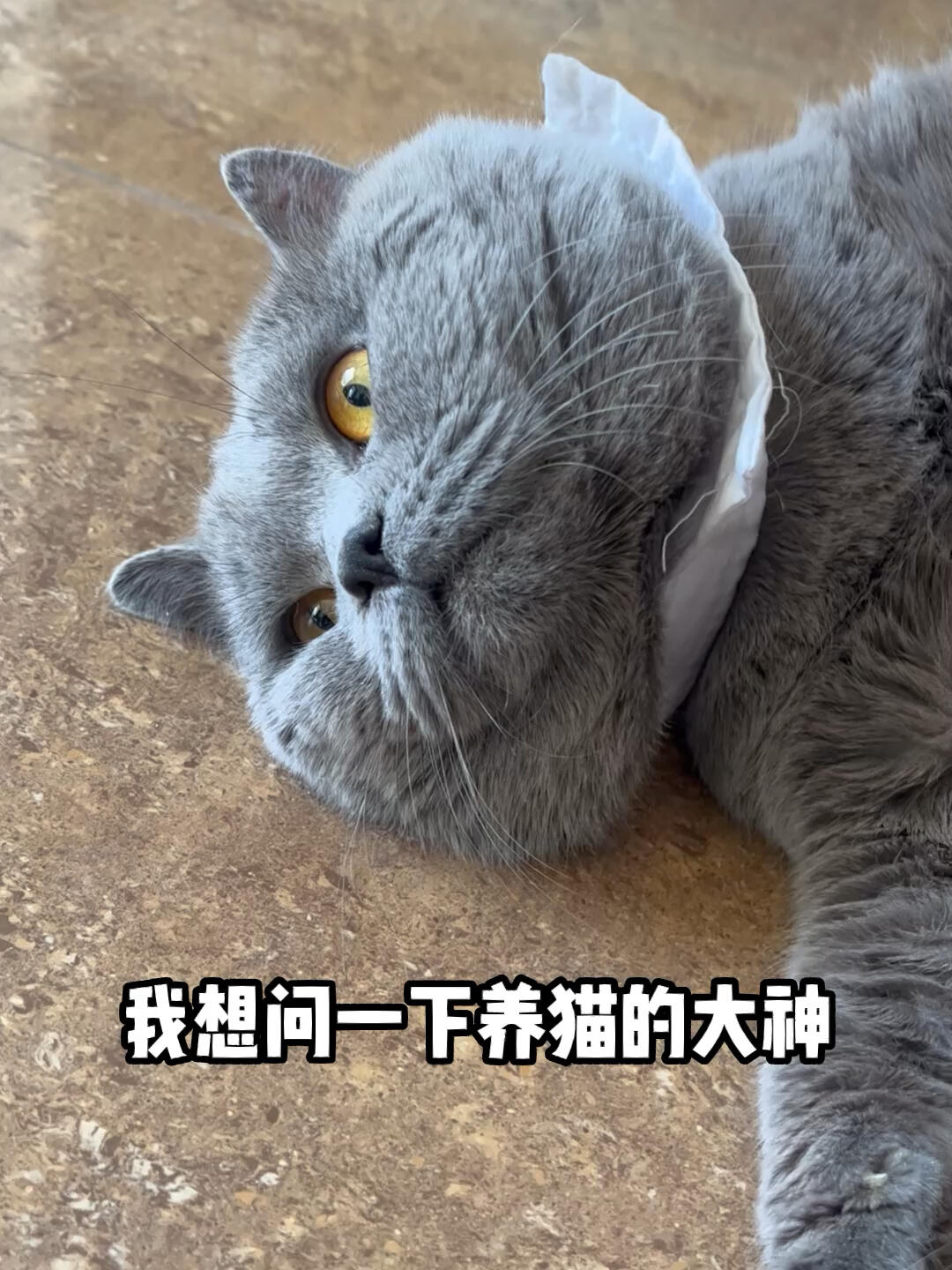 猫咪发出鸡叫是怎么回事呢?