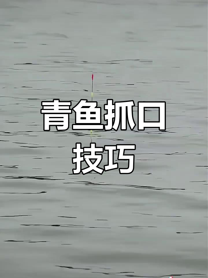 冬季钓青鱼技巧视频(冬季钓青鱼用什么饵最好)
