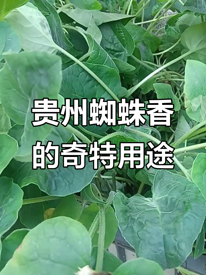 贵州蜘蛛香:仿古与中毒的秘密