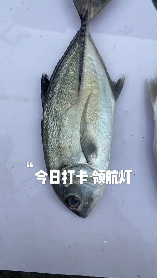 池鱼学名蓝圆鲹,别名刺巴鱼,巴浪鱼等