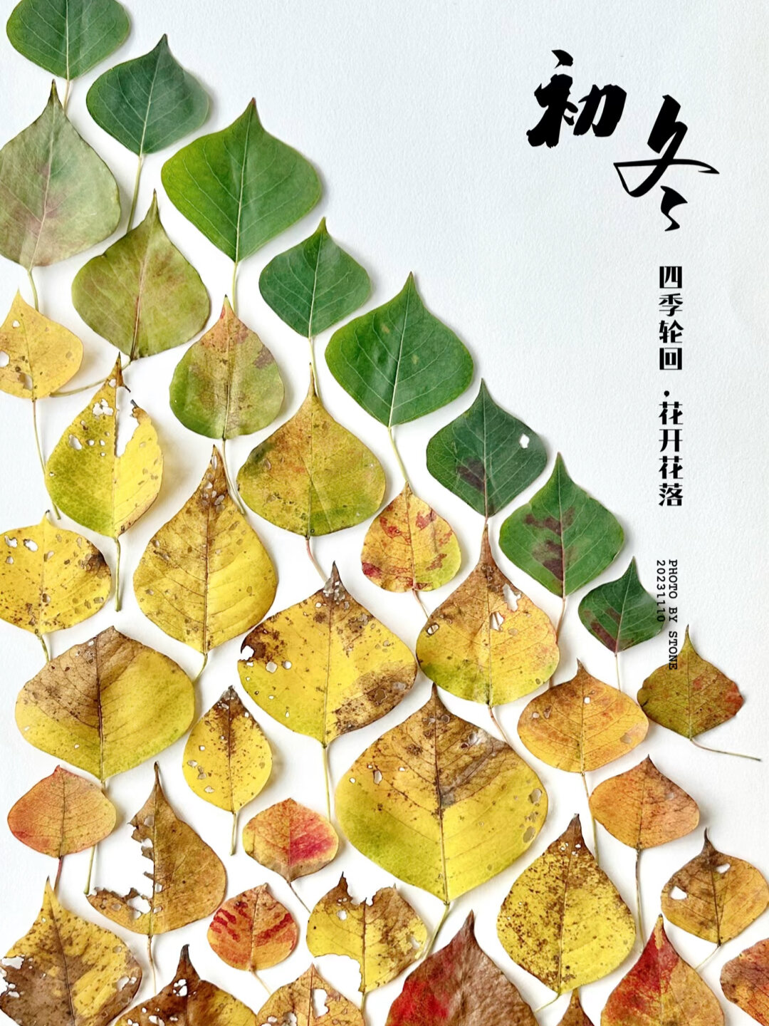植物记—乌桕叶