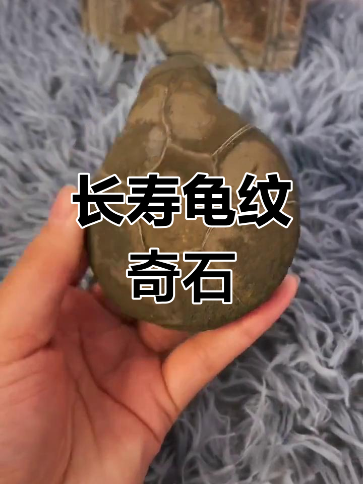 天然龟纹石,长寿之象征