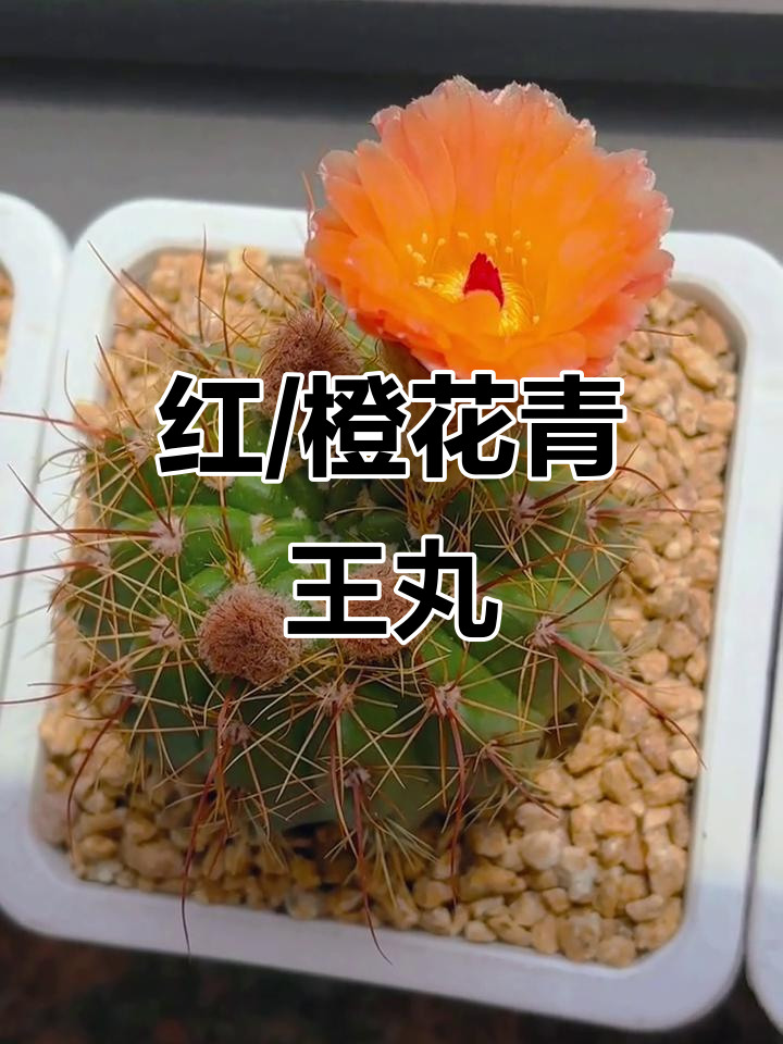 红花青王丸与橙花青王丸,仙人球新名称?