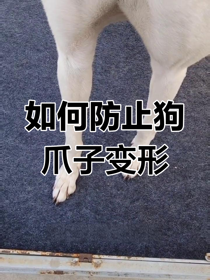 狗狗散爪外八的原因与预防