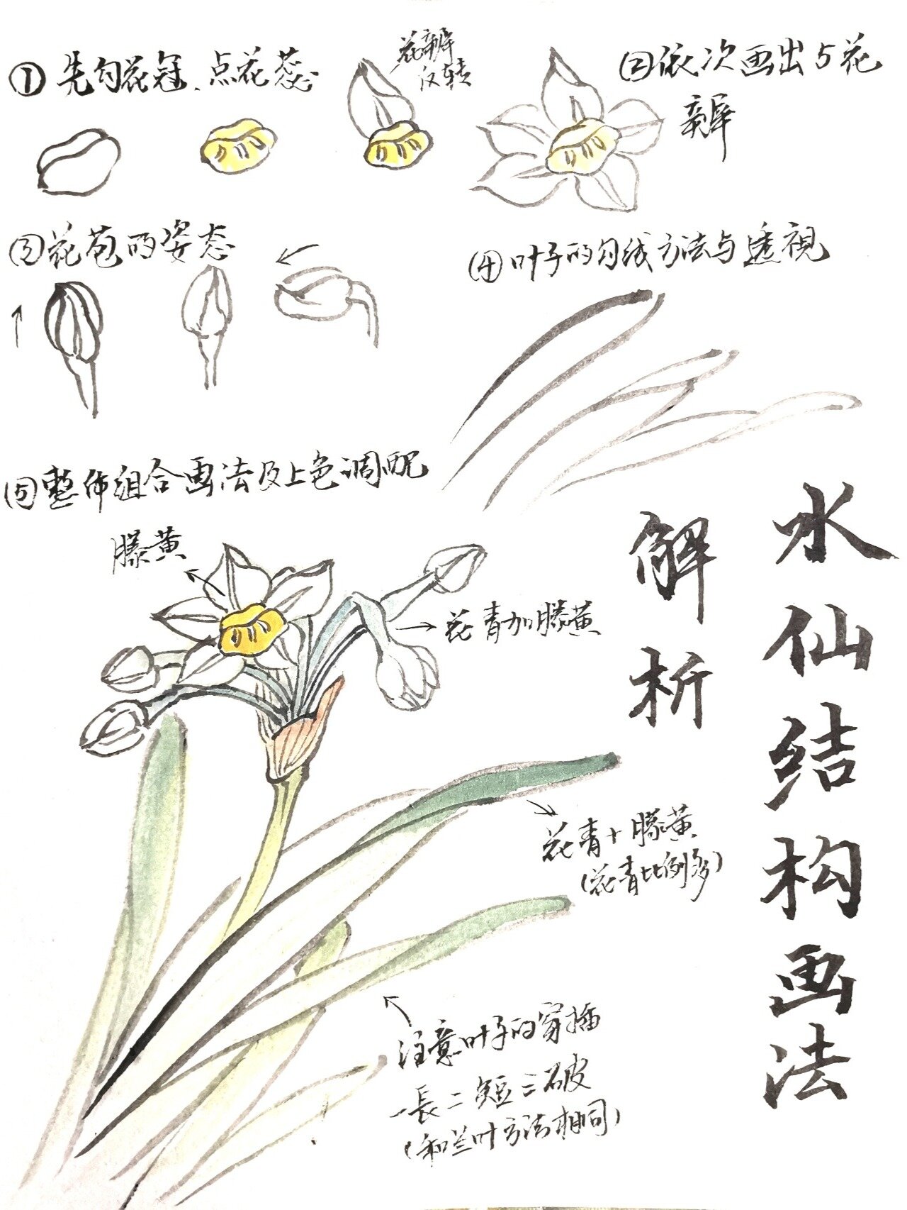 水仙花画法解析步骤