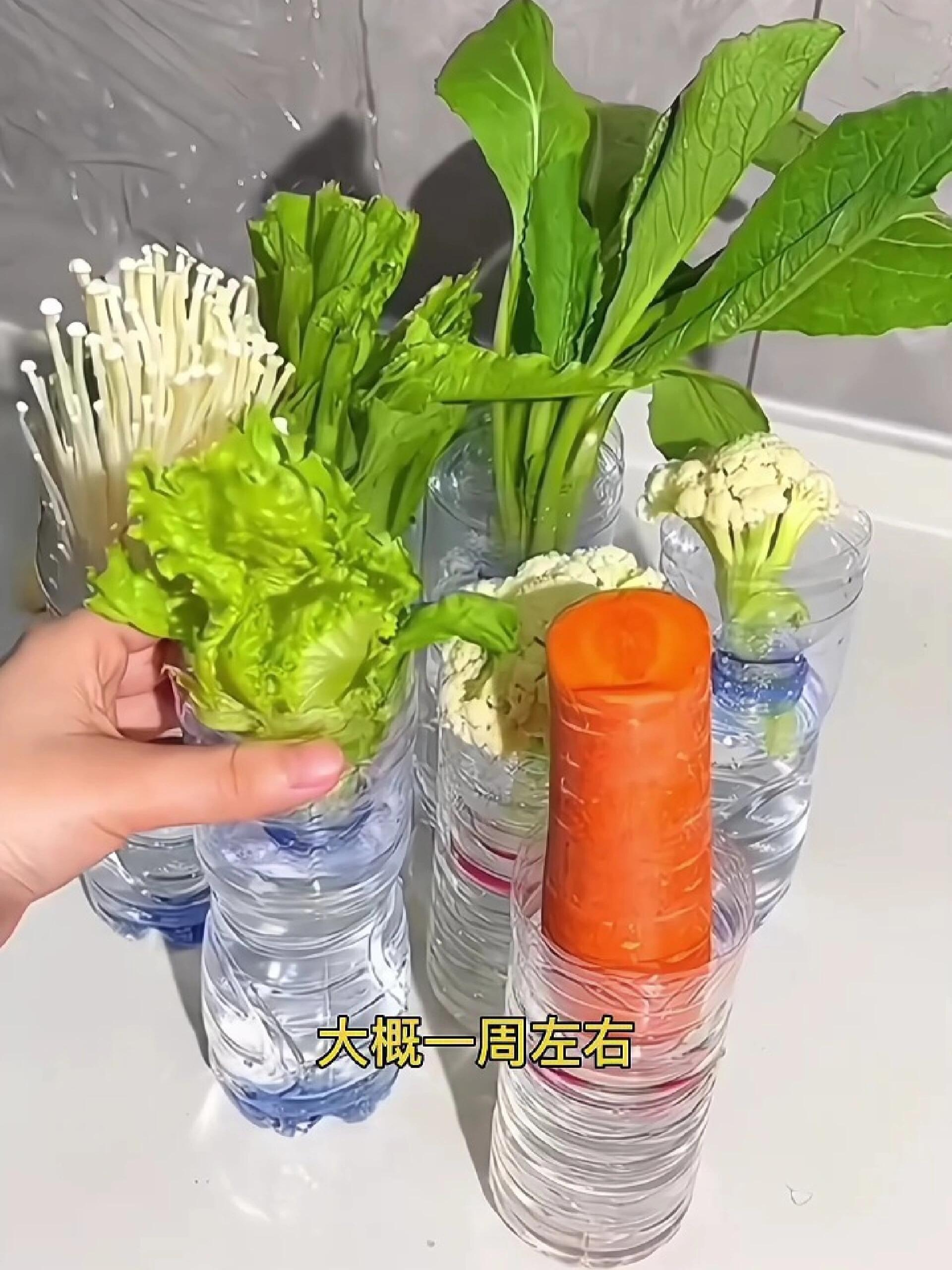 矿泉水瓶种菜图片