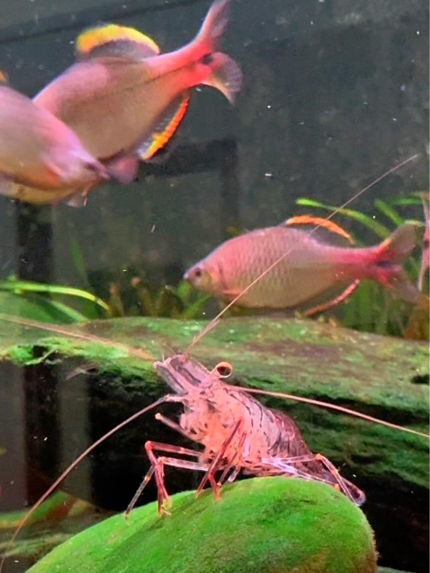 原来大眼贼虾除了吃肉还吃草