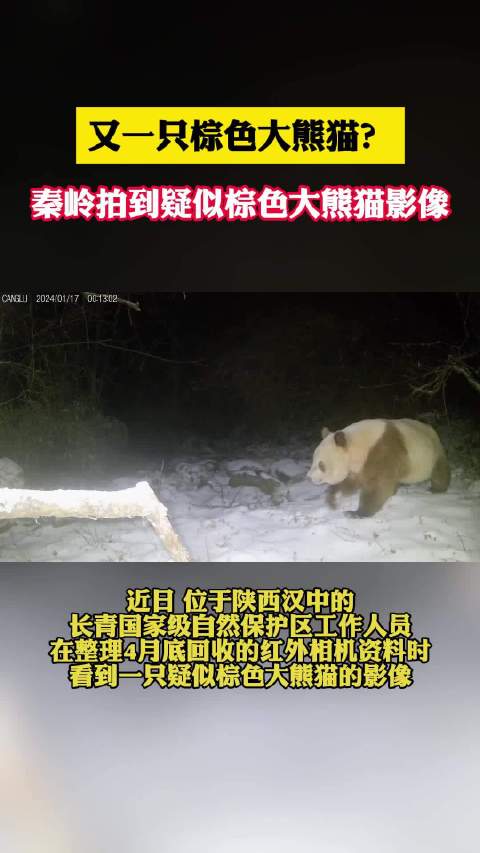 秦岭拍到疑似棕色大熊猫影像」近日,位于陕西汉中的长青国家级自然