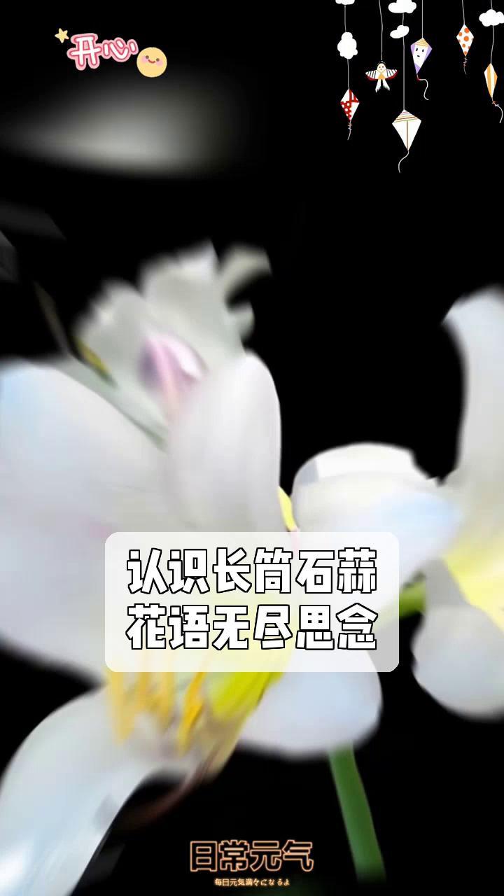 认识长筒石蒜,花语无尽思念