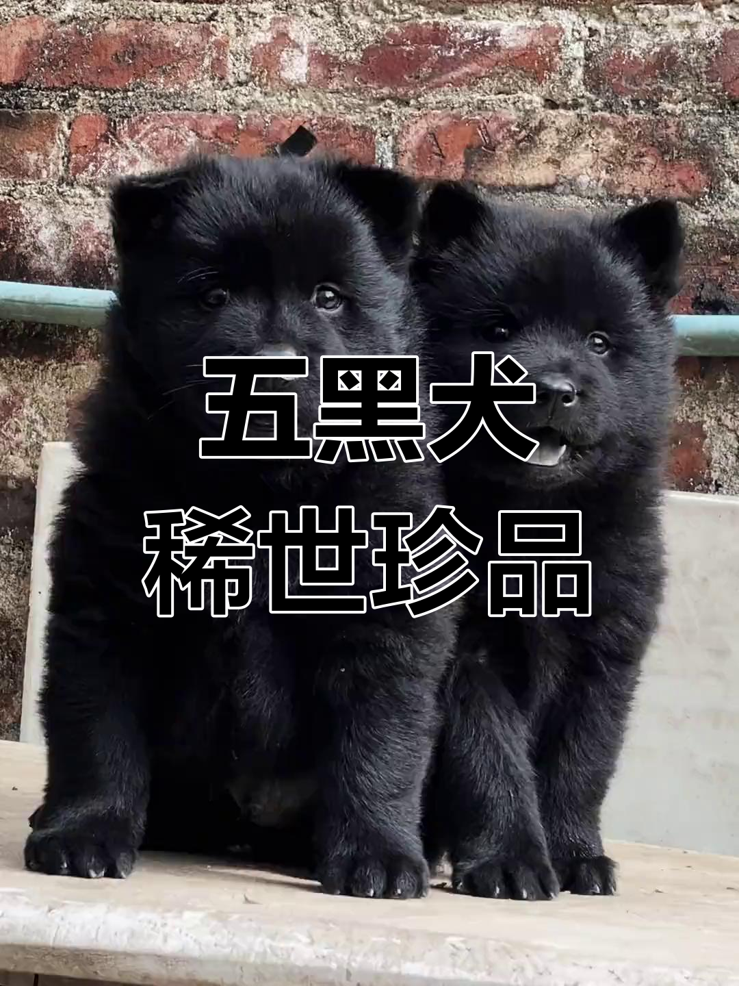 五黑犬,纯黑色毛发,极为稀有,是中华田园犬的独特品种