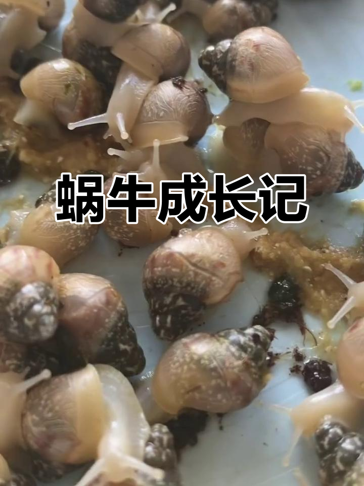 从蛋到成虫,80只白玉蜗牛茁壮成长