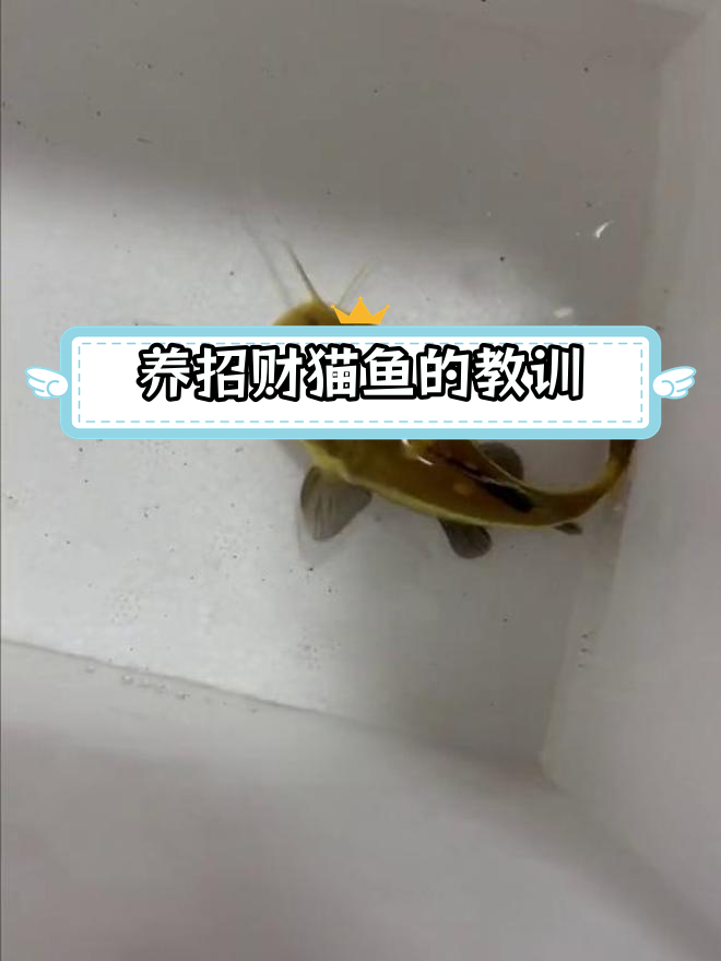 招财猫鱼不吃不喝,两次死亡原因揭秘