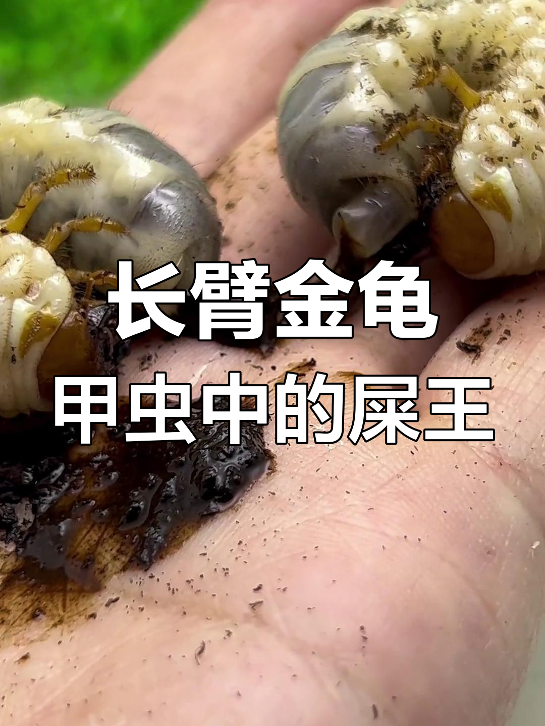 甲虫界的"屎王"竟然是长臂金龟,揭秘土耳其的奇特生物
