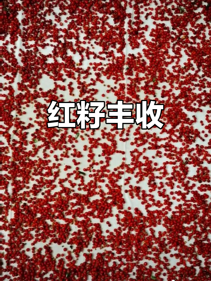 今天的收获,满满的红籽果实