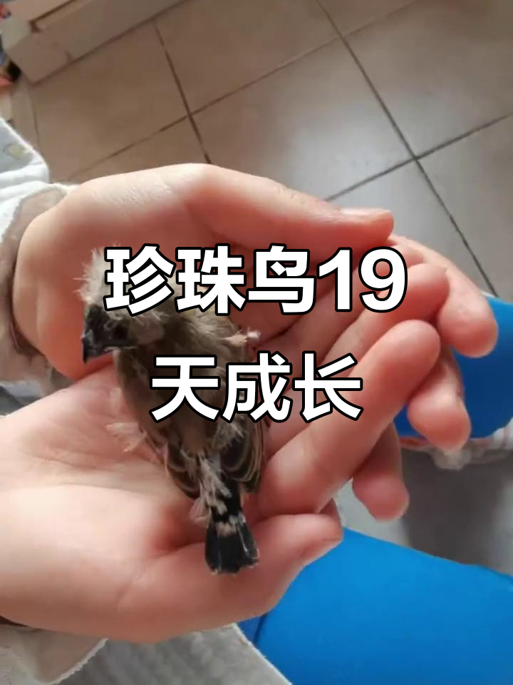 珍珠鸟孵化全过程,19天见证生命的奇迹