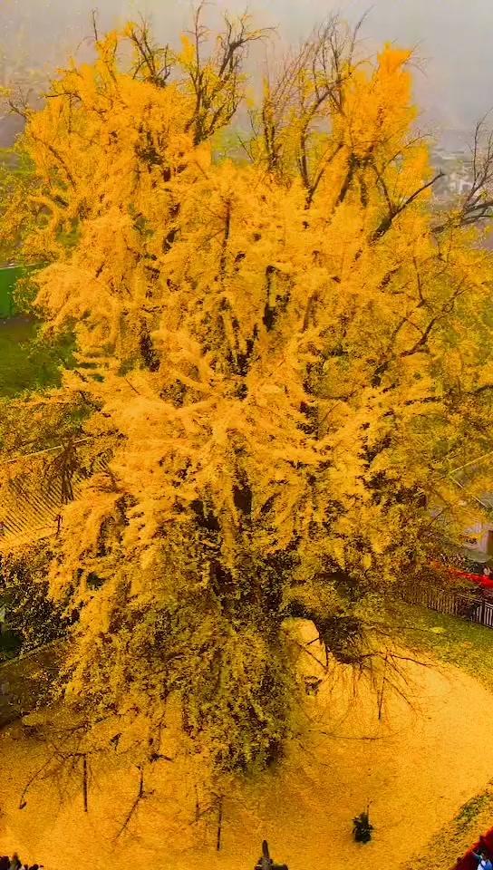 西安古寺银杏树图片