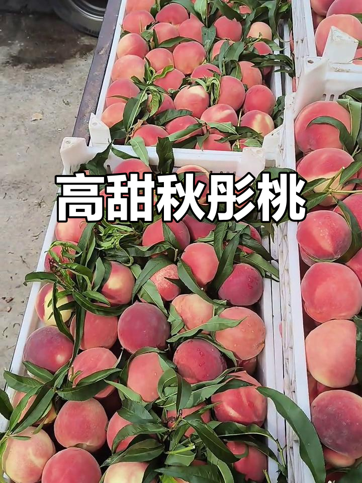秋彤桃:八月中下旬成熟,糖度高达16%,单果重半斤以上