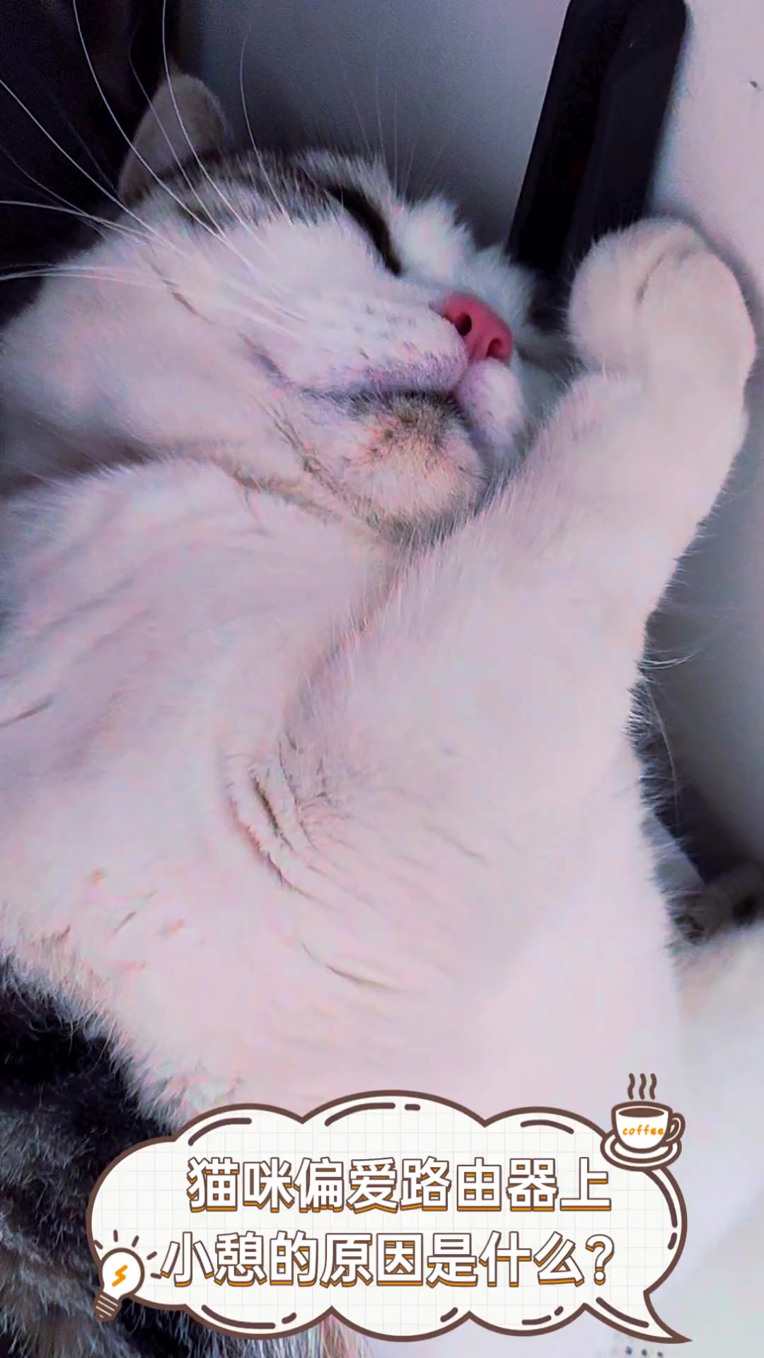 猫咪偏爱路由器上小憩的原因是什么?