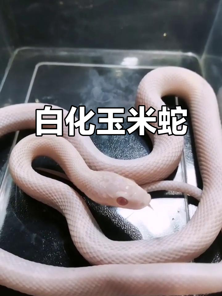 暴风雪玉米蛇:白化与木炭基因的完美结合,颜值爆表!