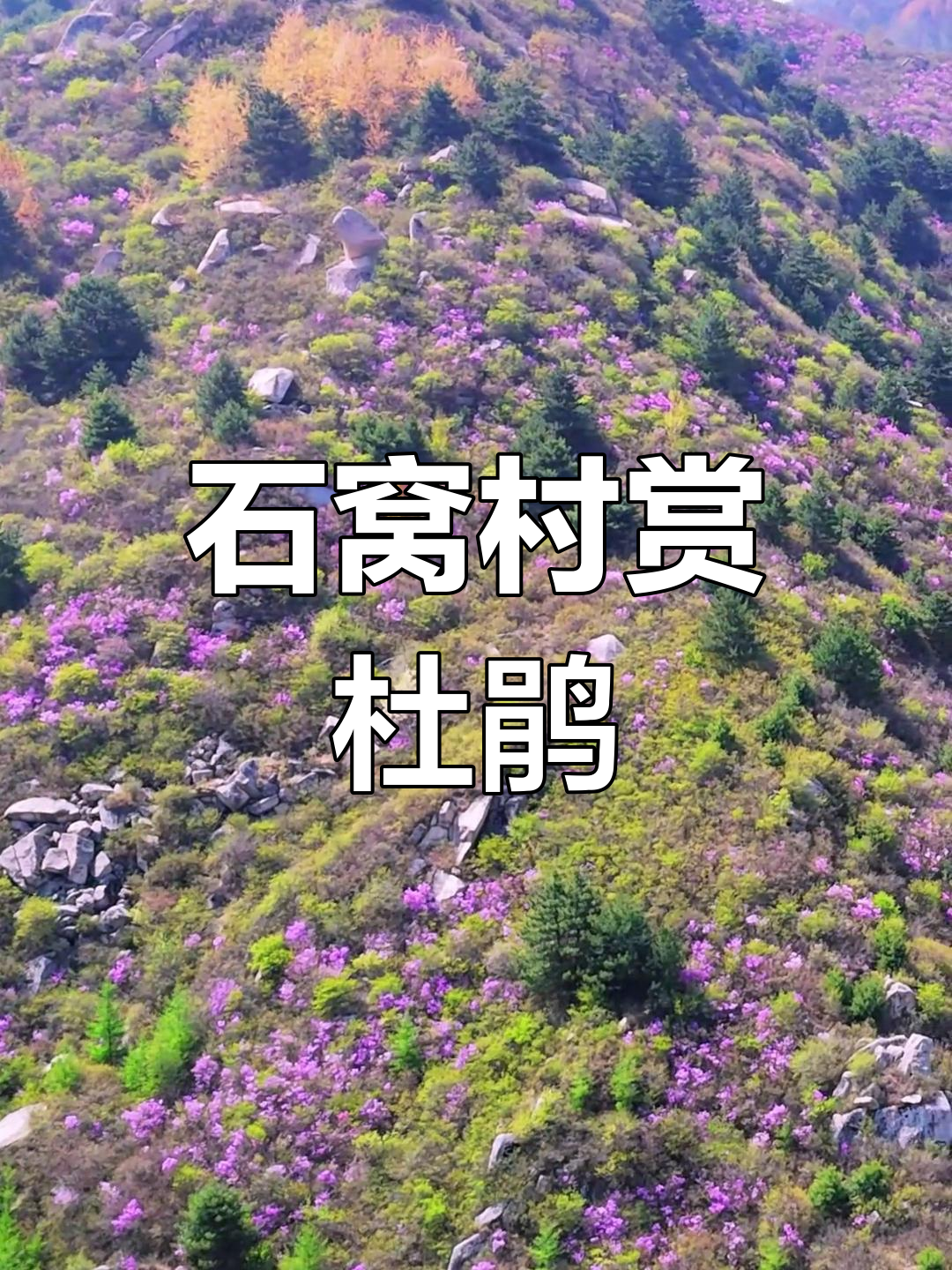 涞源石窝村:杜鹃花开满山,长城美景等你来探