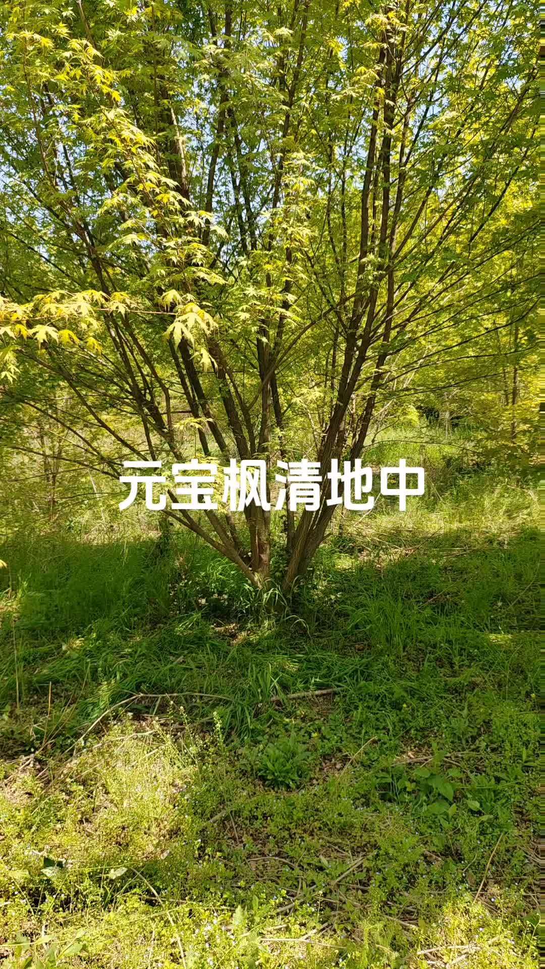 五角枫清地中 丛生元宝枫 五角枫 五角枫清地中独干丛生都有