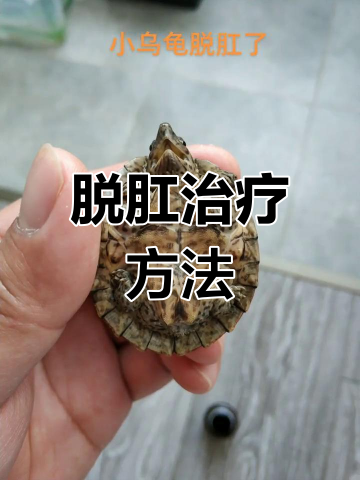 脱肛治疗步骤:碘伏消毒,润滑剂涂抹与红霉素软膏
