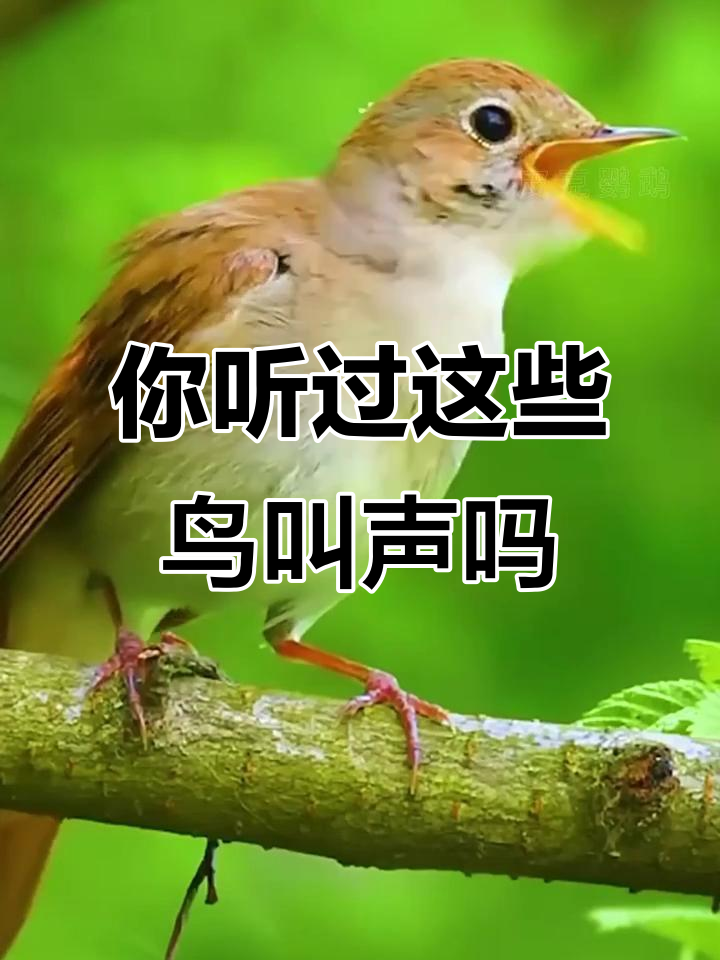 各种鸟类叫声大比拼,第一个真的是鸟叫吗?
