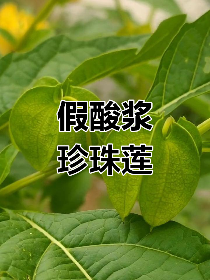 冰粉树:一年生茄科草本植物