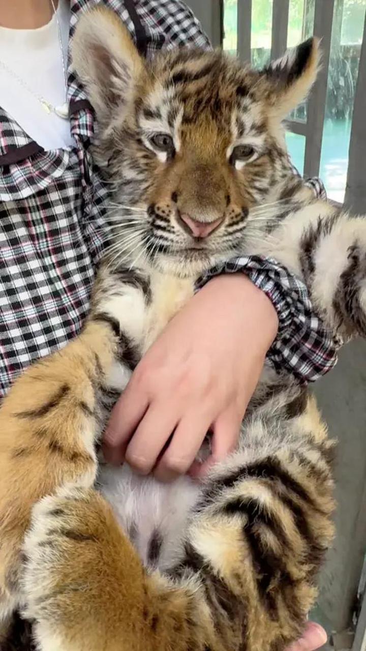 奶凶奶凶的小老虎,可爱吗