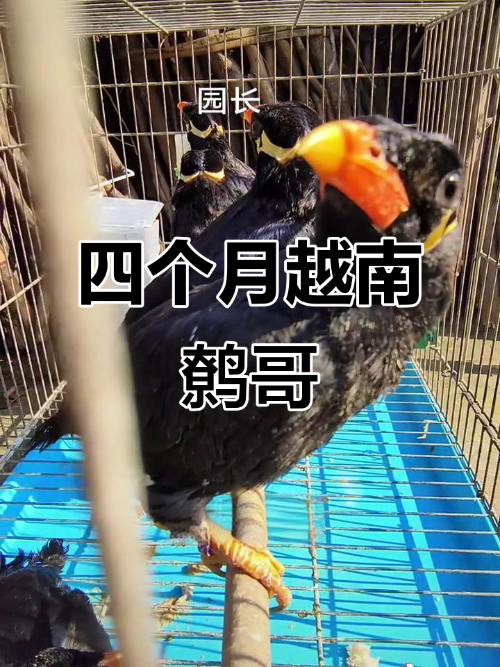 越南鹩哥:四个月大,颜值爆表,学会说话超简单