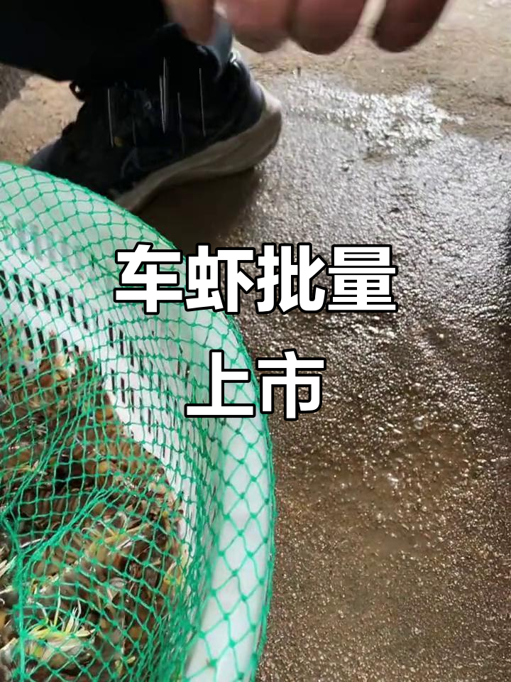 工厂化养殖车虾批量上市,品质保障