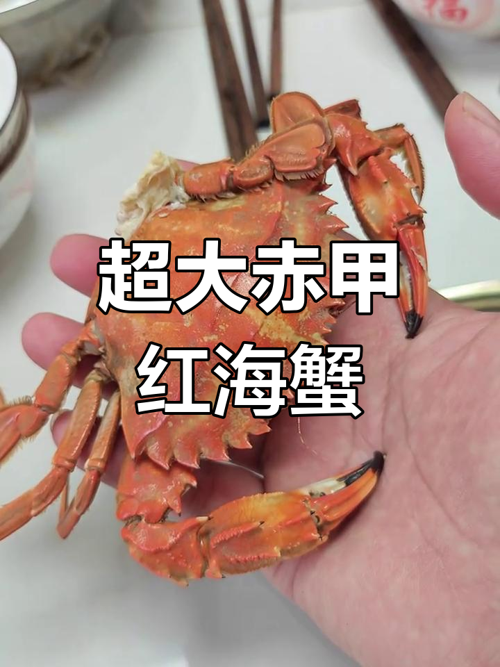 二月二龙抬头,超大赤甲红海蟹来袭!肉多肥美,不可挡