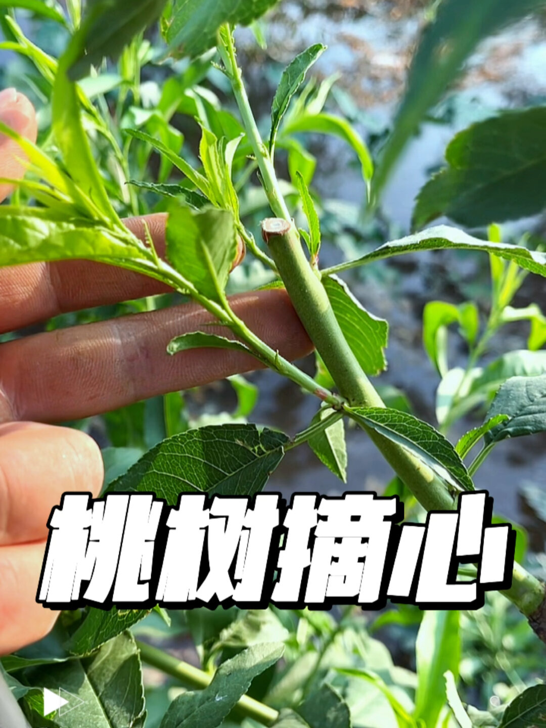 桃树夏季这样摘心,来年大丰产