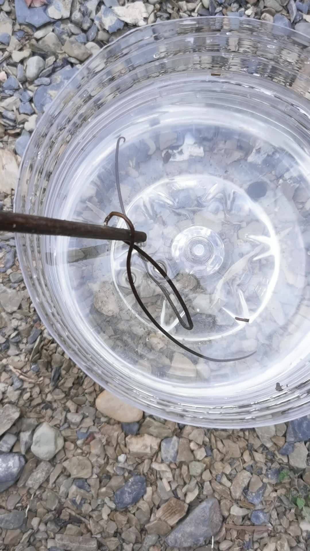 铁线虫 铁线虫了解一下 寄生虫 螳螂 螳螂铁线虫-度小视