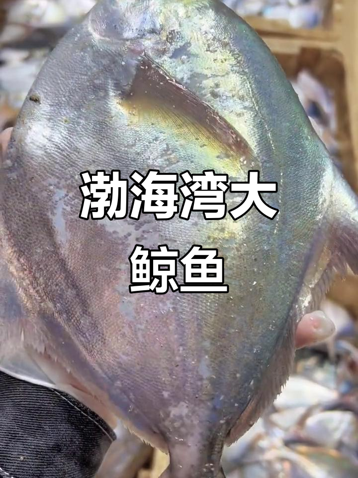 渤海湾野生晶鱼,新鲜美味营养全面