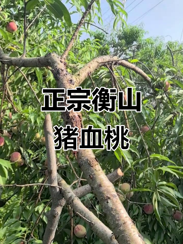 衡山猪血桃,清甜多汁等你尝!