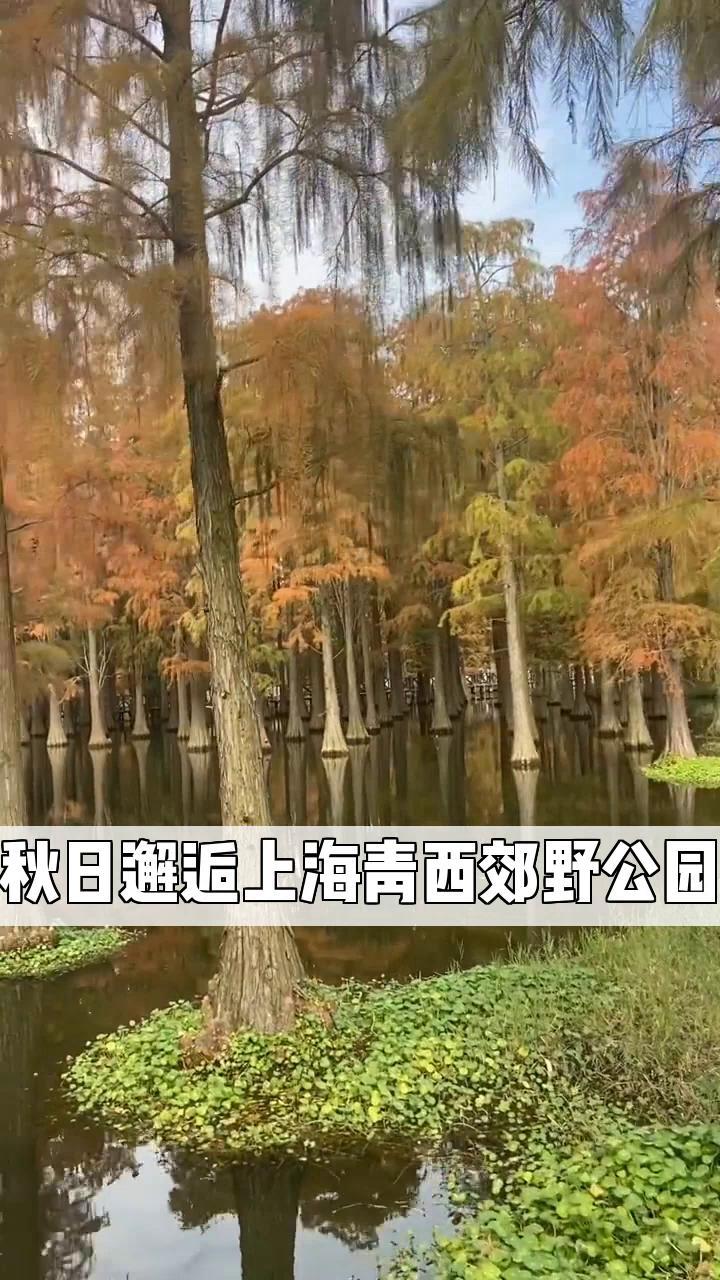 秋日邂逅上海青西郊野公园