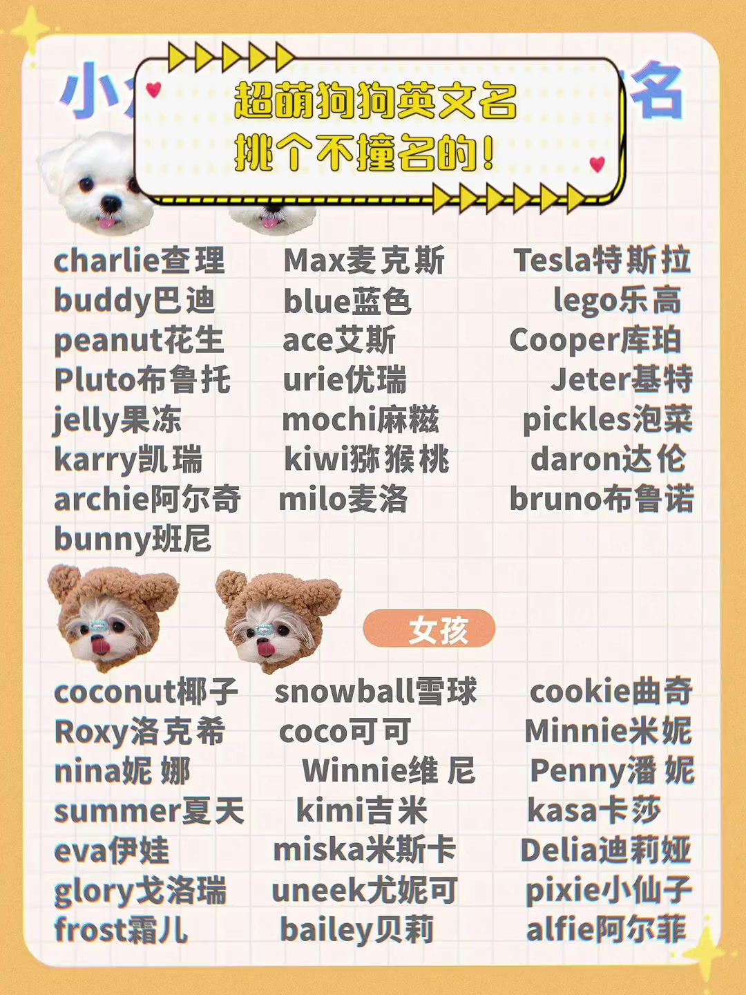超萌狗狗英文名,挑个不撞名的!