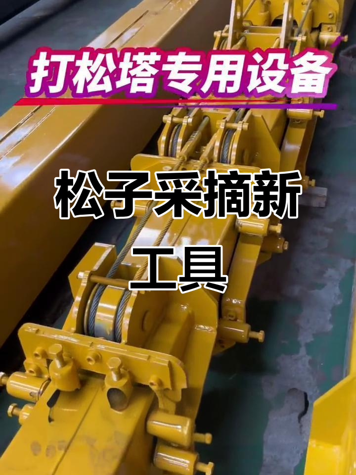 松子采摘不易,打塔神器助力轻松搞定!