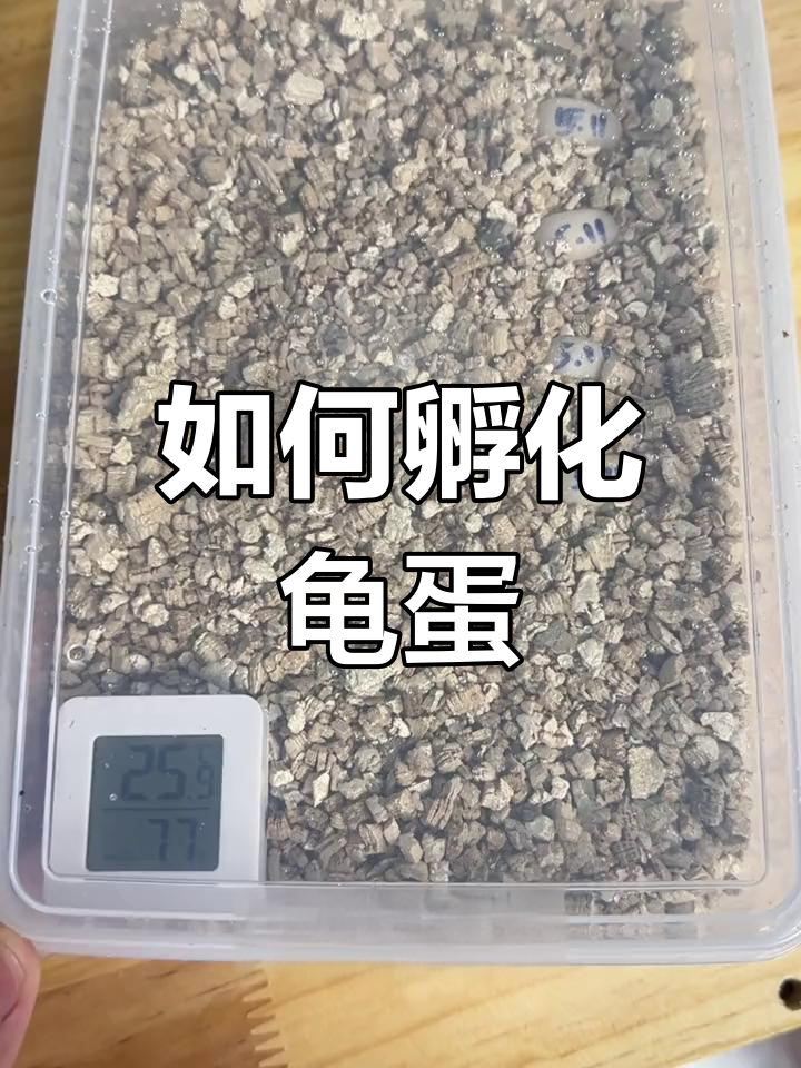 新手龟蛋孵化教程图片