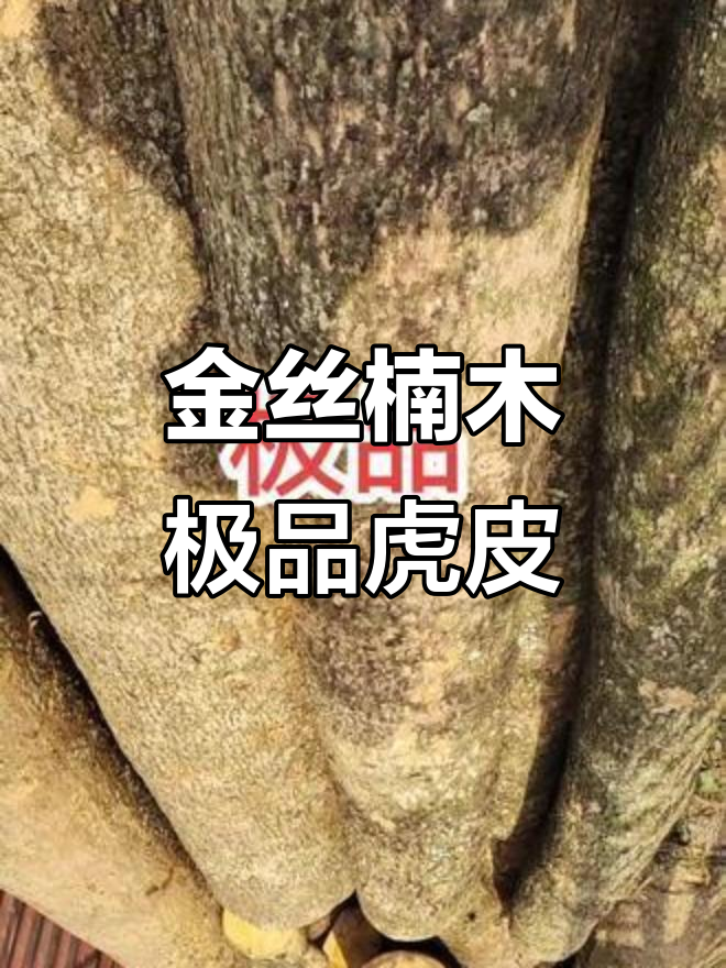 极品虎皮纹金丝楠木,直径六十五厘米无节大料