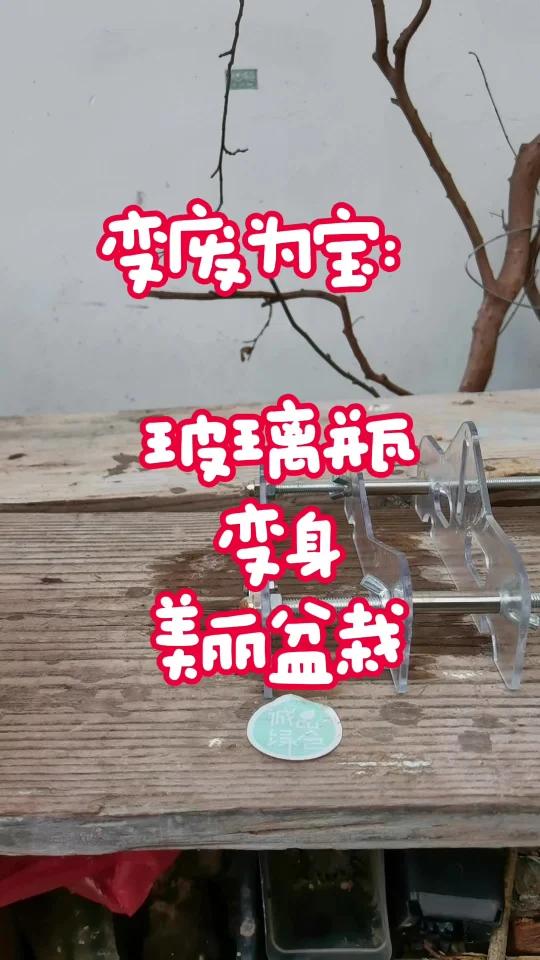 饮料瓶制作仙人掌过程图片