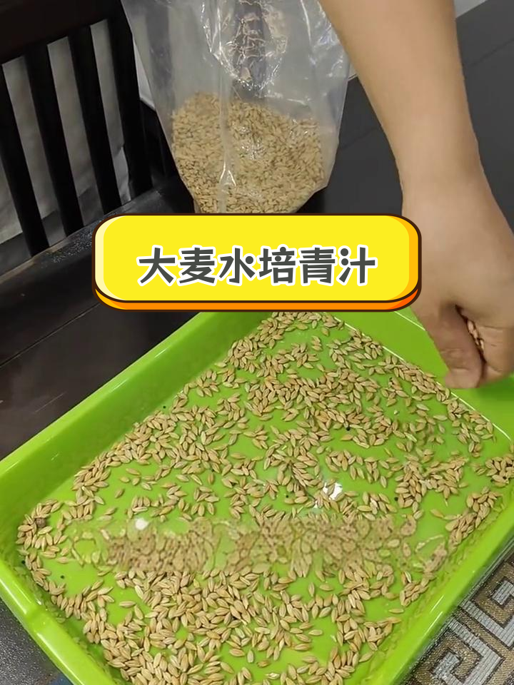 水培大麦苗种植全流程