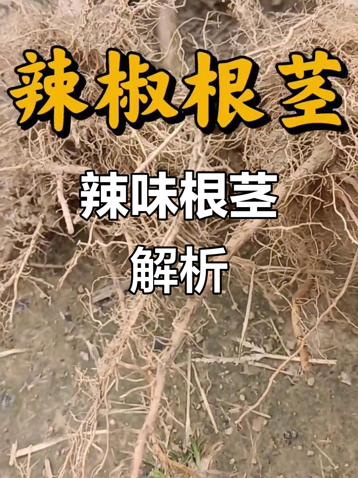辣椒根茎的辛热功效,入心脾胃经