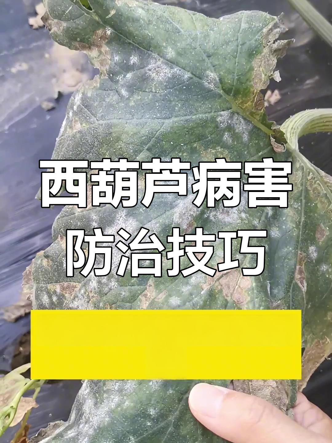 西葫芦常见病害识别与防治方法,轻松搞定!