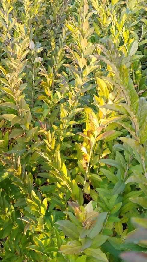 水腊播种小苗开原市智豪苗圃-度小视