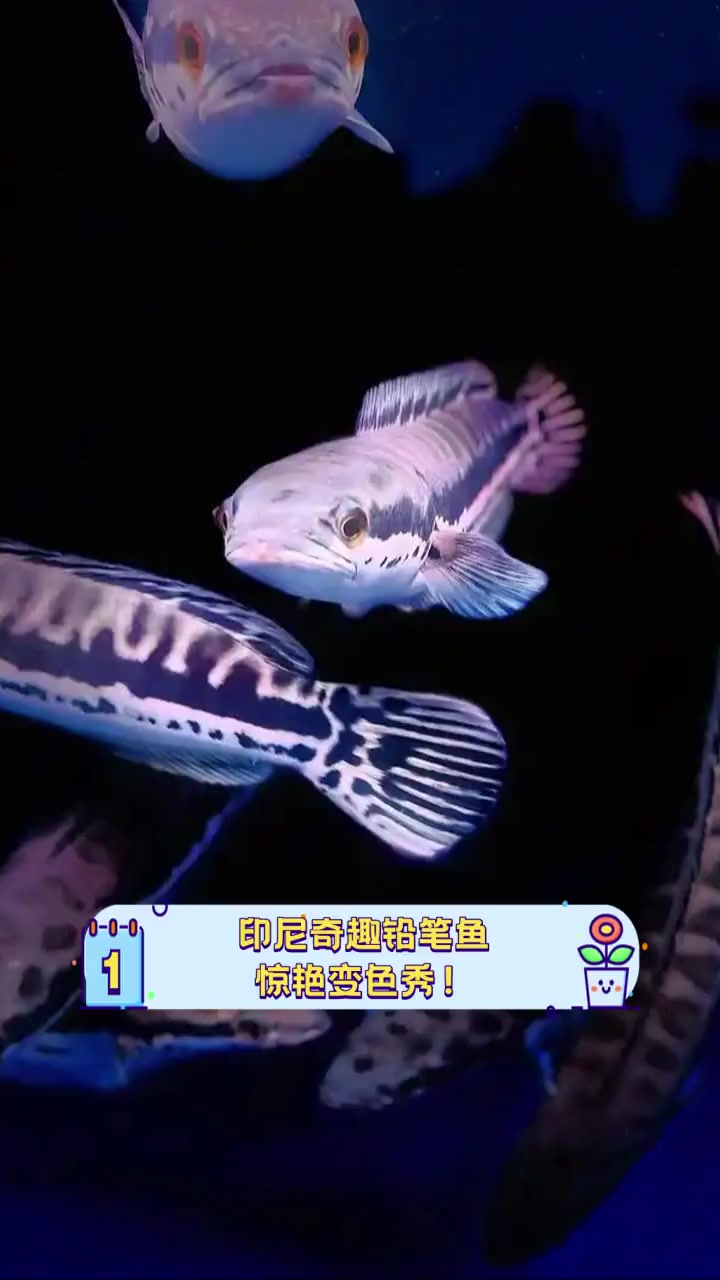 印尼奇趣铅笔鱼,惊艳变色秀!